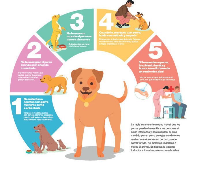 La rabia es una enfermedad mortal que los perros pueden transmitir a las personas si están infectados y nos muerden.
